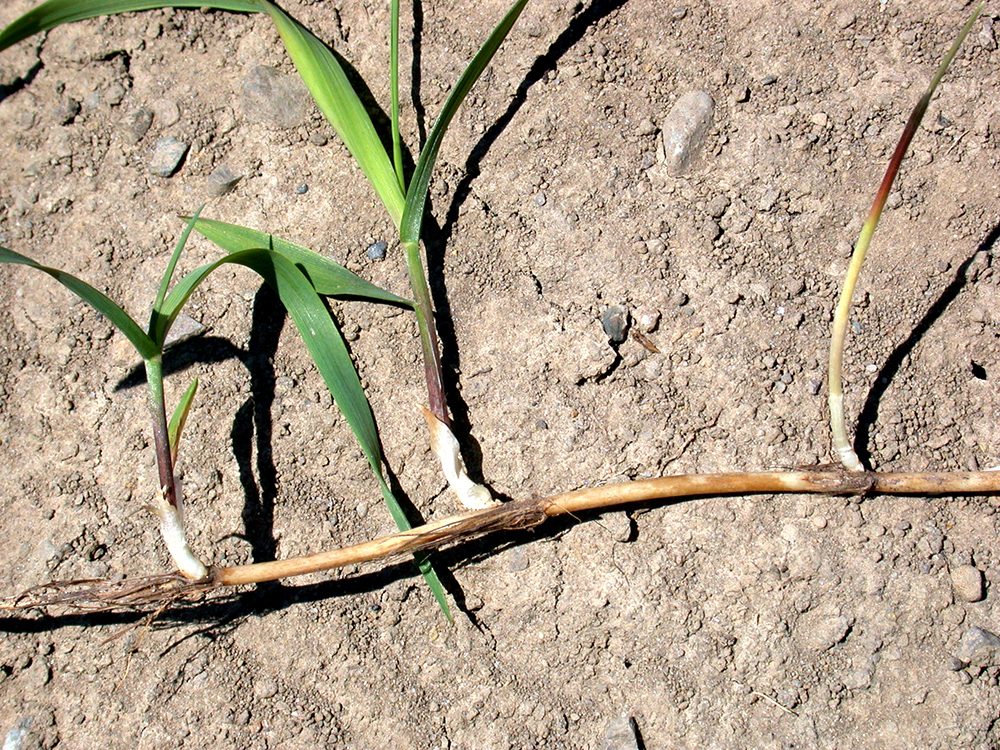 Image of Quack grass plant being cut back