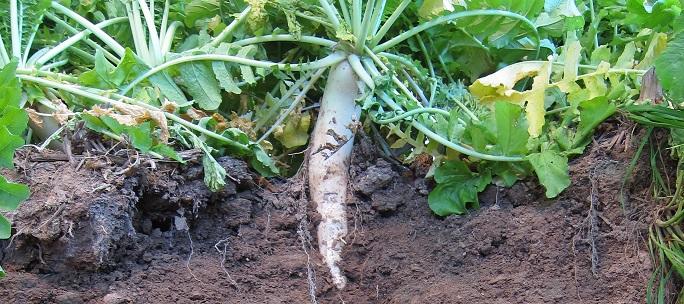 A radish in soil A radish in soil
