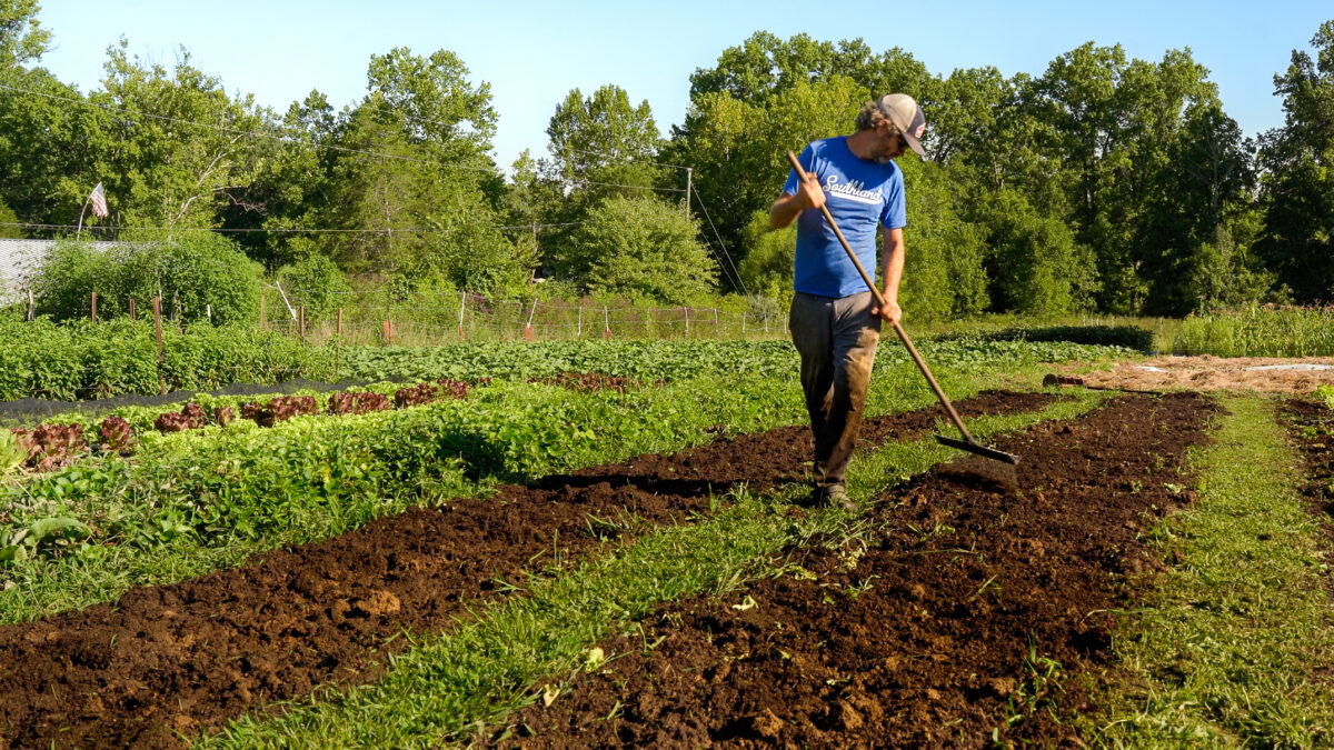 A person is using a hand rake to rake the bare soil of a bed.