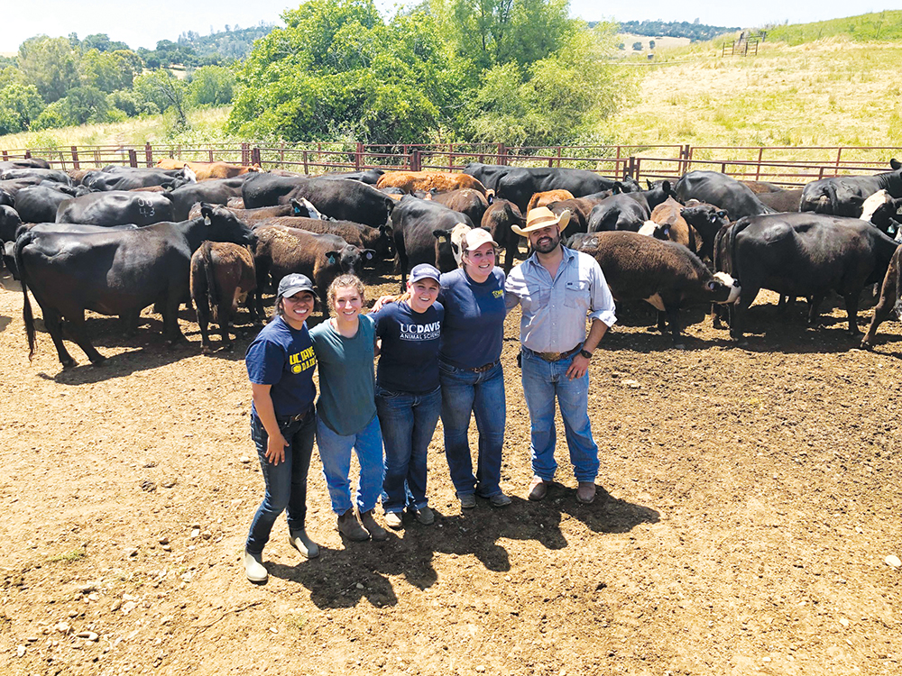 Three students wearing UC Davis tee-shirts and a teacher pose for a photo in a livestock pen of cattle