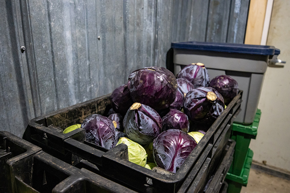 A bin of red cabbage in a storage shed.