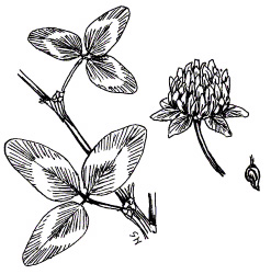 Red Clover (Trifolium pratense)