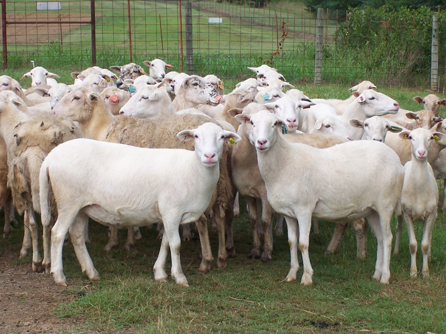 The St. Croix and Katahdin breeds of sheep are resistant to infection
by internal parasites. Photo courtesy of Joan Burke, USDA Agricultural
Research Service