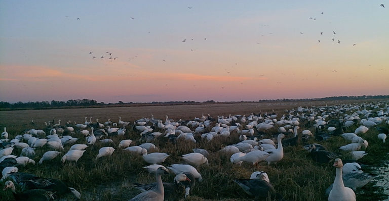 birds in a rice field birds in a rice field