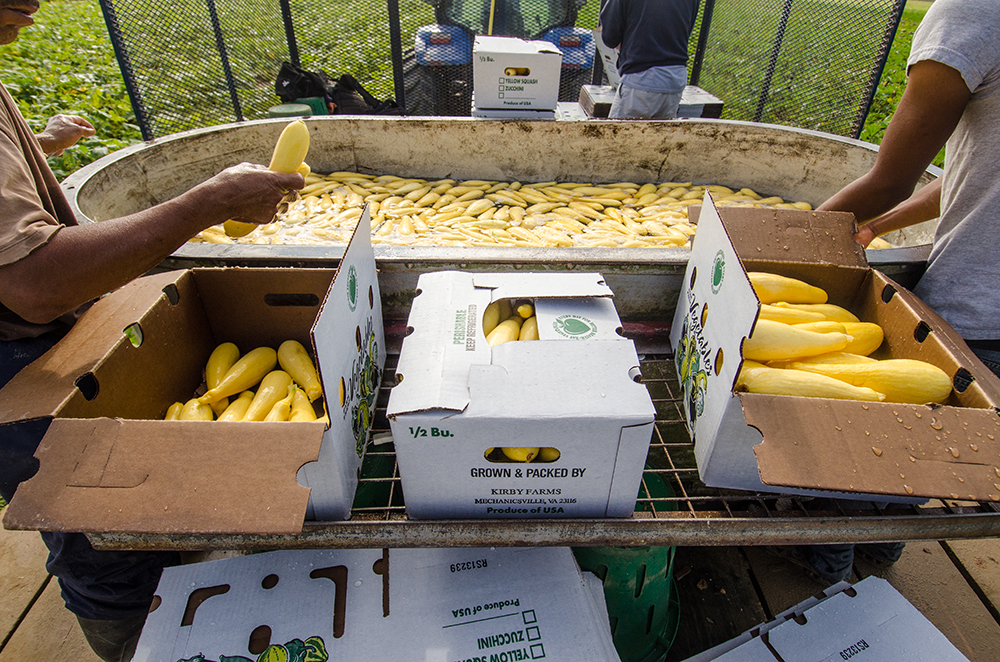 Harvest workers soak and pack yellow squash in the field.