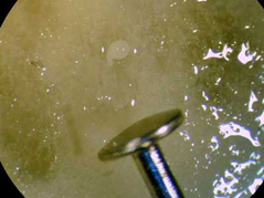 root knot nematode in water next to the head of a pin