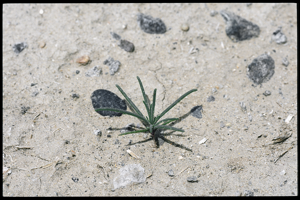 Russian thistle seedling sprouting from the very pale dirt surrounded by rocks