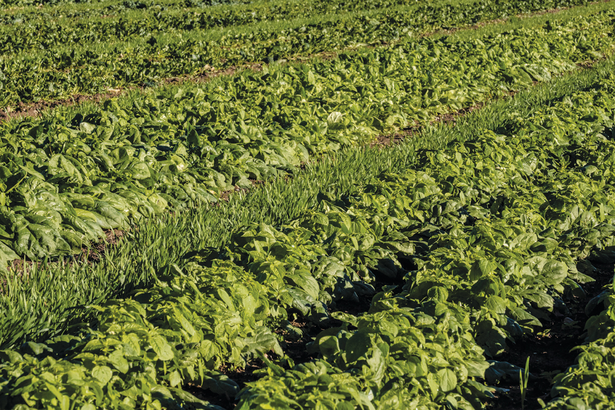 Vegetable rows with a cover crop growing between rows.