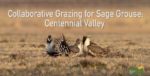 sage grouse brid standing in a tan field