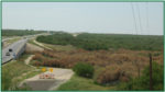 salt cedar field with a highway next to it