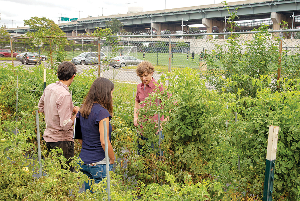 Three people talking in a fenced in urban garden looking at a tomato plant