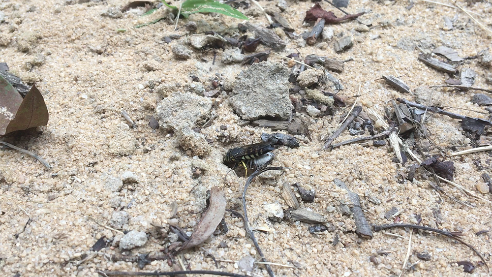 Sand wasp carrying a paralyzed stinkbug into her nest.
