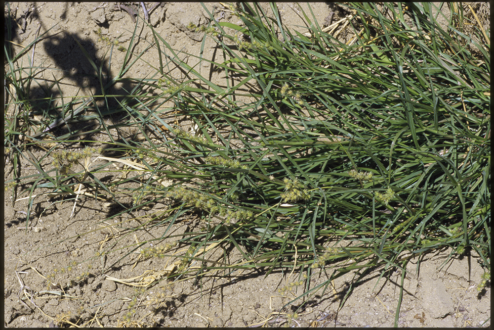 Field sandbur growth habit