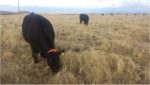 Cows grazing in a wheat pasture