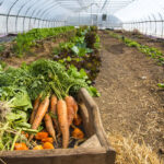 carrots in a high tunnel