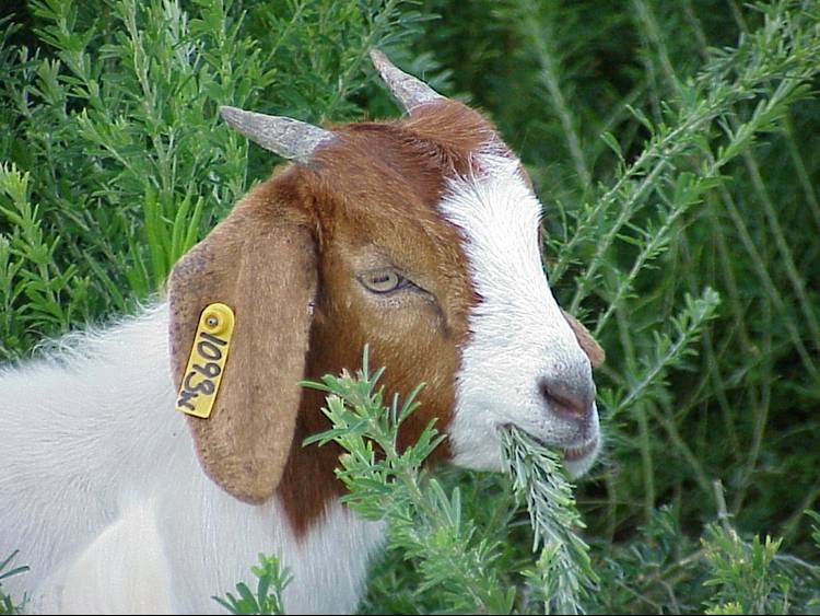 A goat forages on sericea. Photo by Jean-Marie Luginbuhl; NCSU