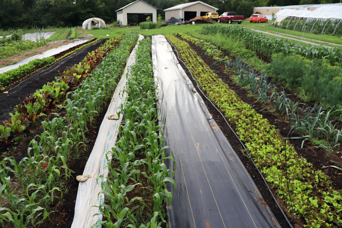 A field with a series of long beds that are in different stages of production. Some have lettuce, corn, onions, and other crops. Tarps are covering one bed and one walking path.