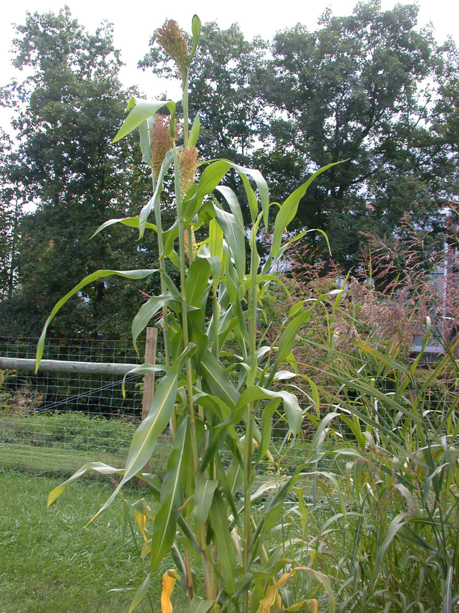 Shattercane immature plant