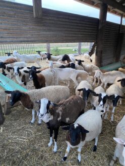 sheep in a barn