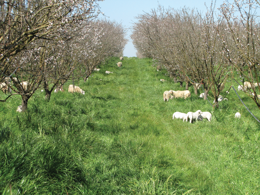 Sheep grazing tall grass in an almond orchard.