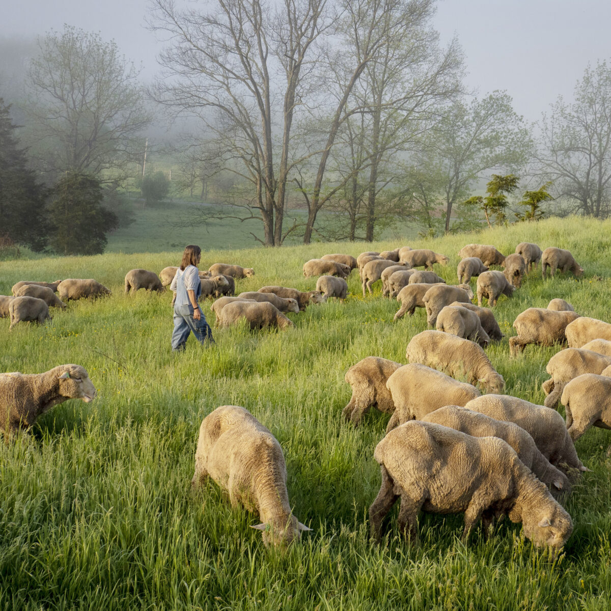 Person walking through foggy field of sheep
