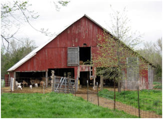 Red sheep barn with a triangular roof, with sheep inside