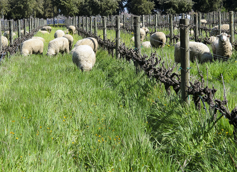 sheep graze in between rows of vineyard grapes