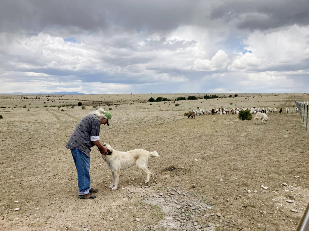 A man petting his dog in a field with goats in the background