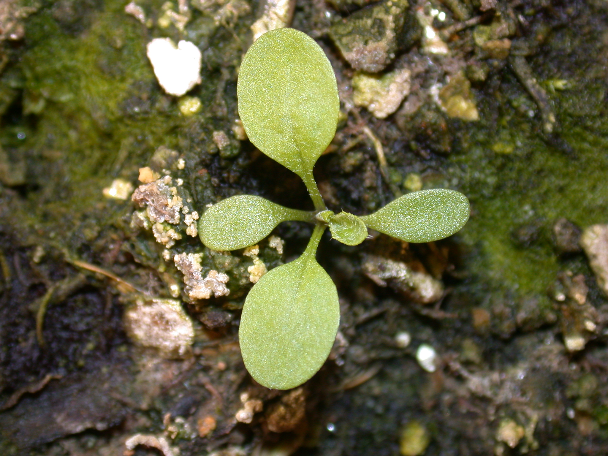 Capsella bursa-pastoris, Shepherd's Purse: identification, distribution,  habitat