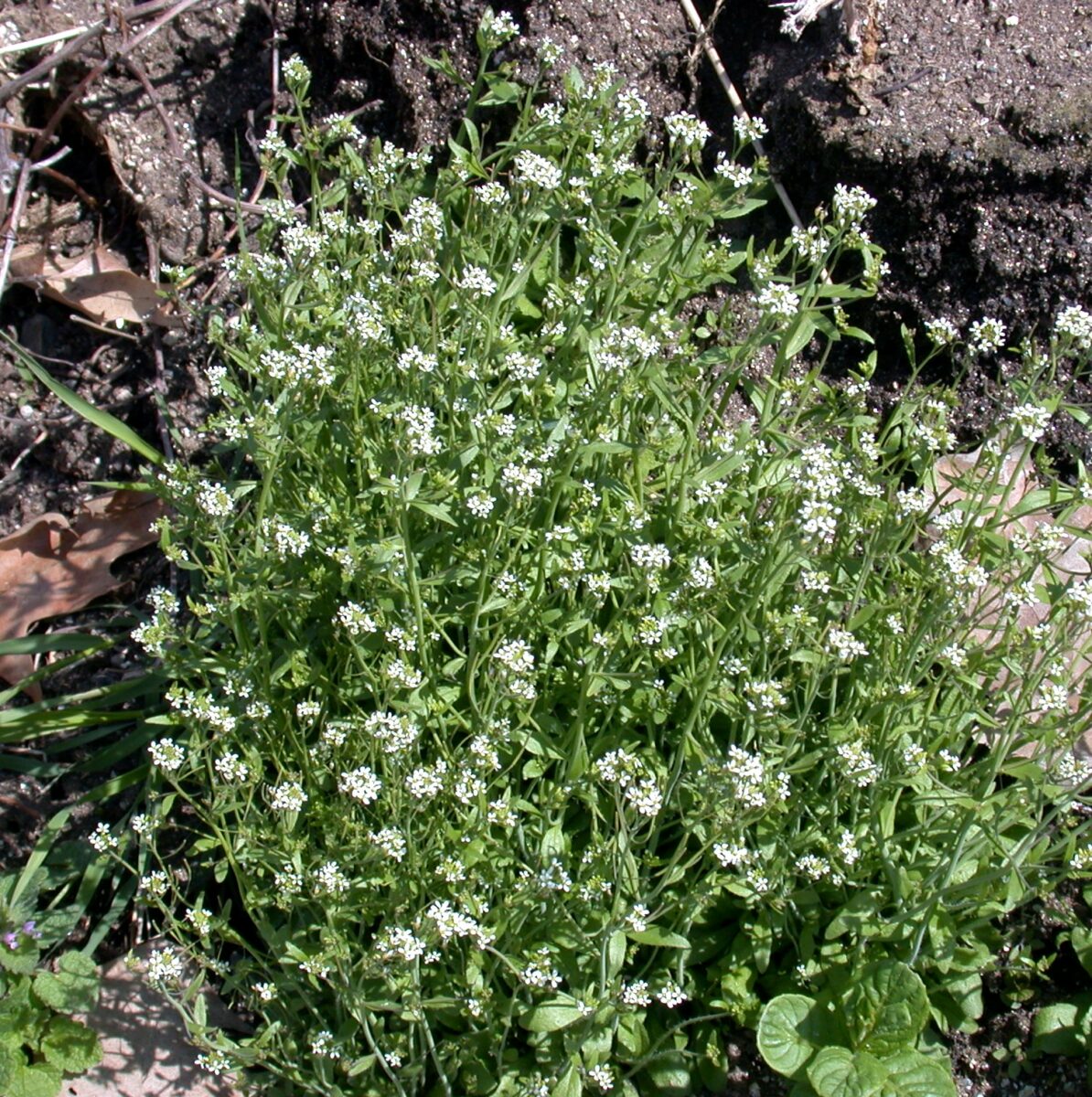 Shepherd's purse / RHS Gardening