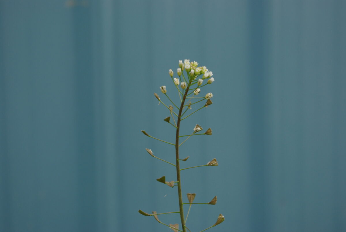 Weed Wednesday: Shepherds Purse aka Capsella bursa-pastoris - YouTube