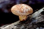 Shiitake mushroom growing on a branch