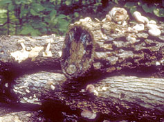 shiitake mushrooms growing on logs