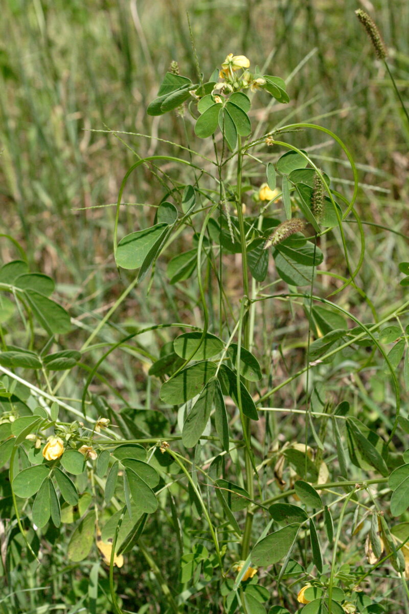 Sicklepod plant with curved pods