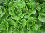 Sierra lettuce growing together in one plot