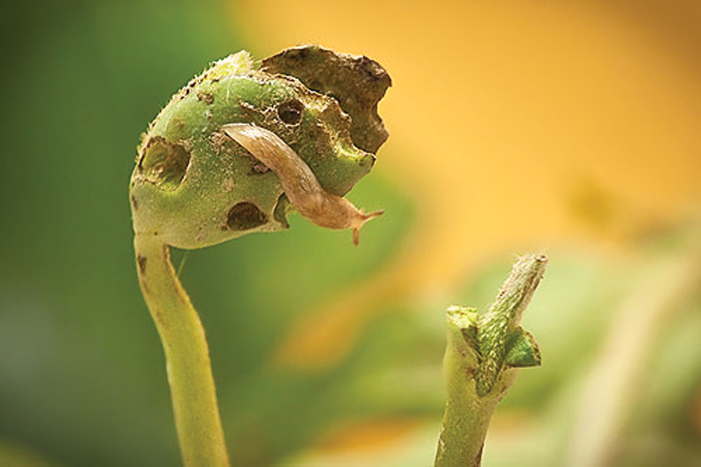 Slug eating soybean spout.