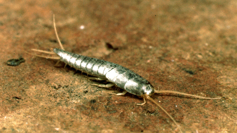 Small blue silverfish