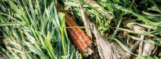 corn and corn husk