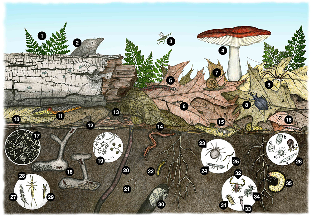Soil profile with mushrooms and leaves aboveground and insects, soil fungi and nematodes below the soil.