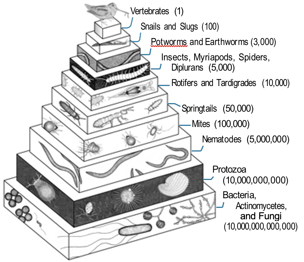 soil life pryramid