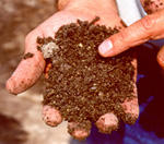 A hand holding soil and pointing to something