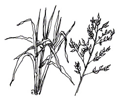 SORGHUM-SUDANGRASS is a tall, warm-season grass that stifles weeds and decomposes to build soil organic matter.