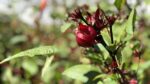 blooming sorrel plant