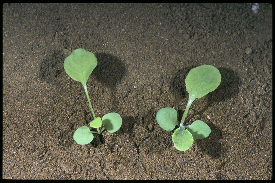 Annual sowthistle seedlings