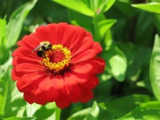 A bee on a red flower