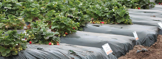 strawberry plants strawberry plants outside