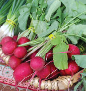 radishes  Red radishes in a bunch