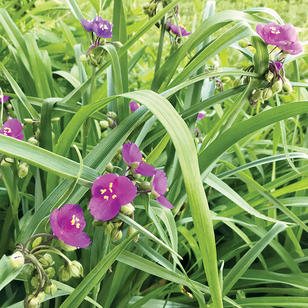 A close up of spider wort plants with purple flowers growing on green leaves