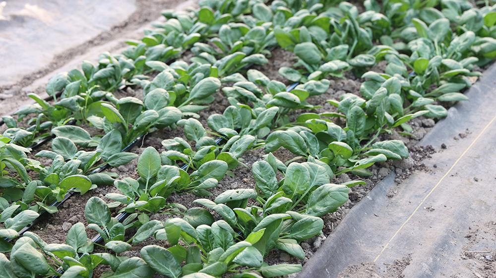 Four rows of spinach growing in a bed.