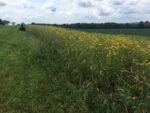 prairie strip with yellow flowers growing